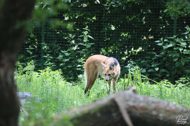 Zoo de Jurques