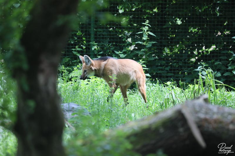 Zoo de Jurques