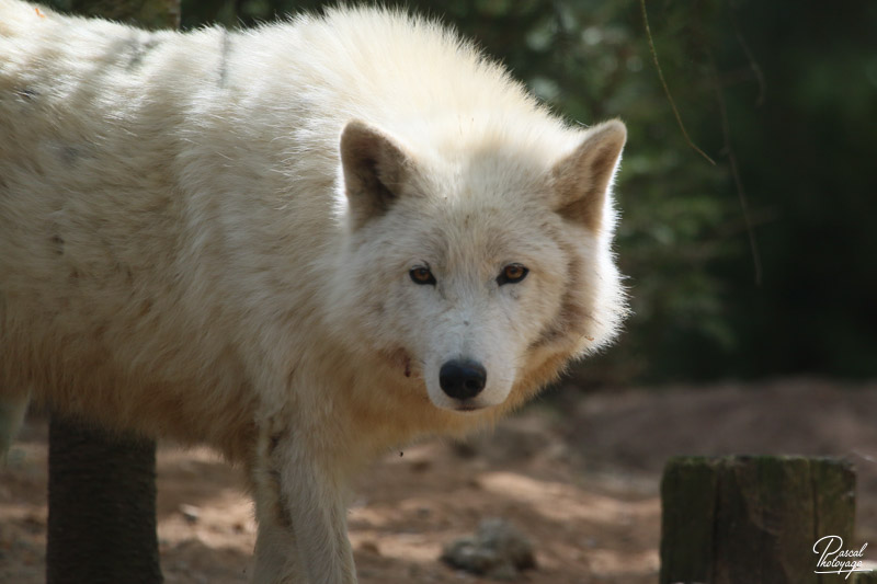 Loup blanc de l'arctique