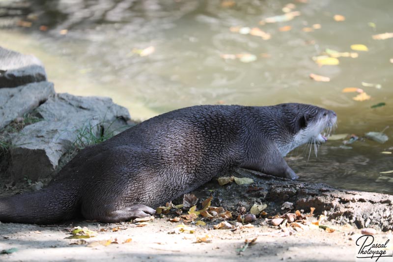 Loutre à pelage lisse