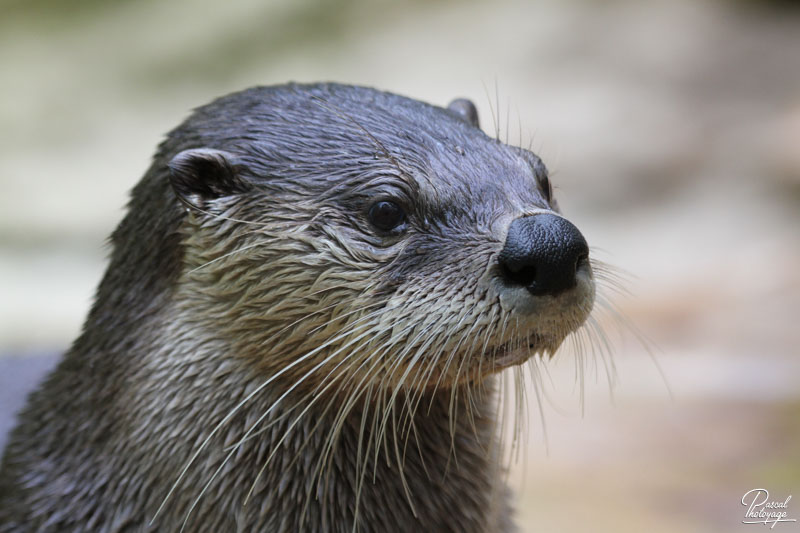 Loutre du Canada