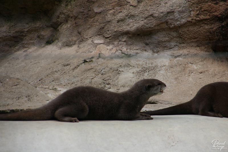 Zoo de La Flèche