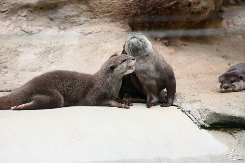 Zoo de La Flèche