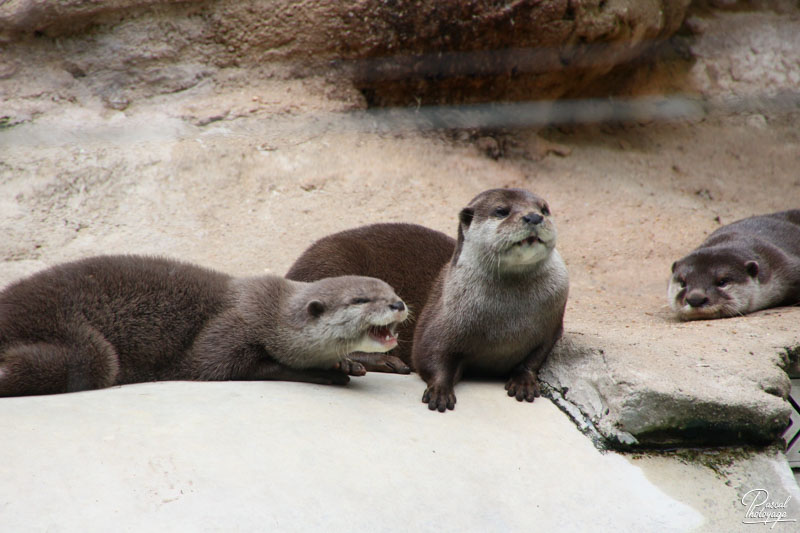 Zoo de La Flèche