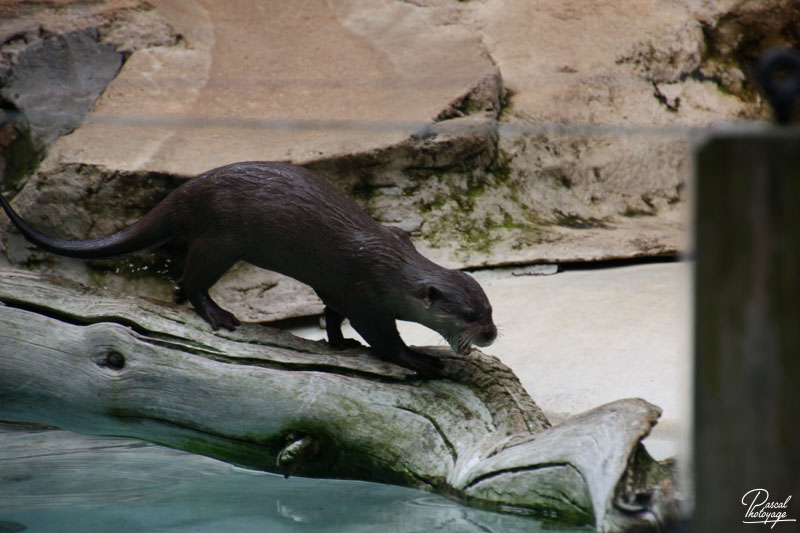 Zoo de La Flèche