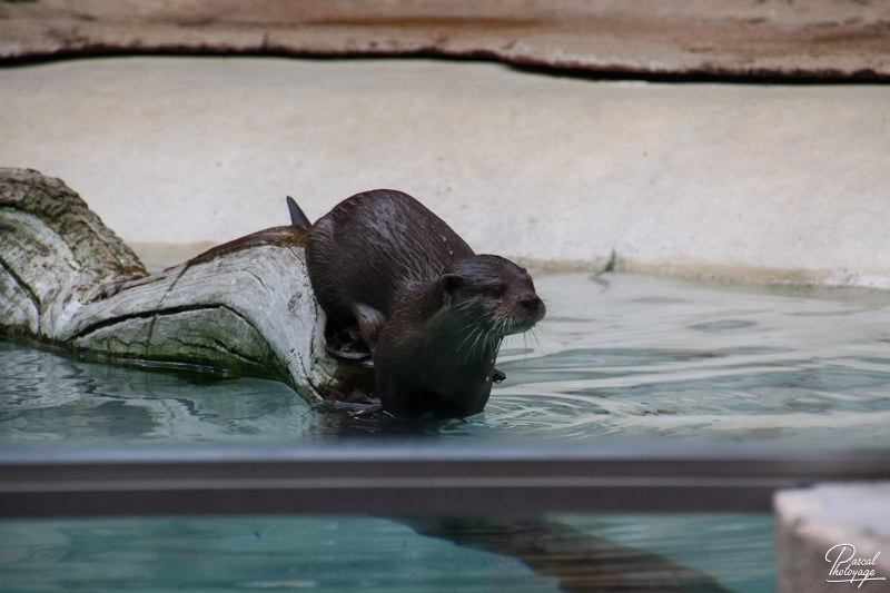 Zoo de La Flèche