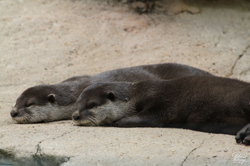 Zoo de La Flèche