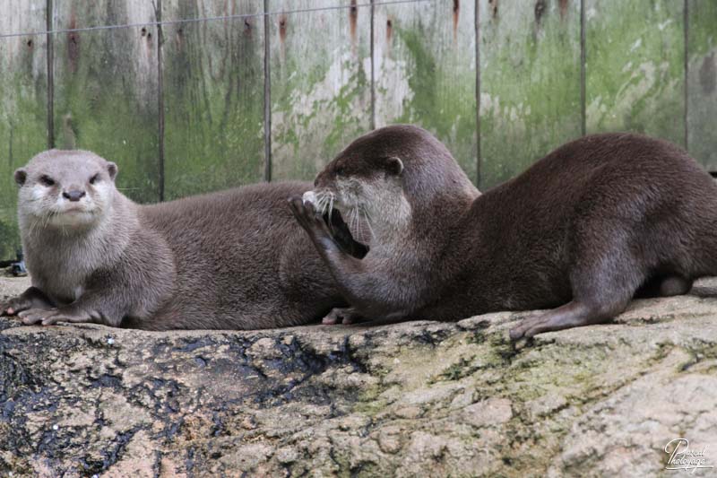 Zoo de La Flèche