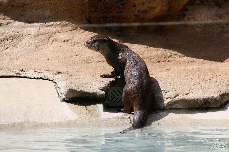 Zoo de La Flèche