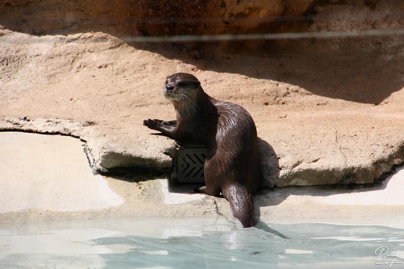 Zoo de La Flèche