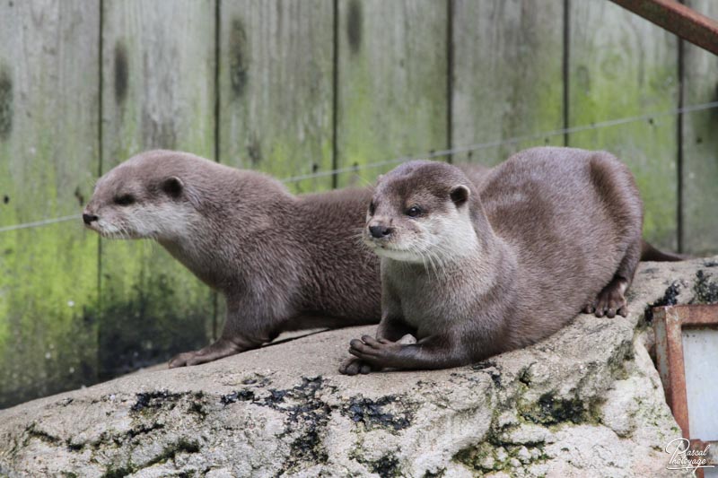 Zoo de La Flèche