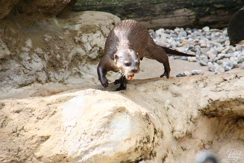 Zoo de La Flèche