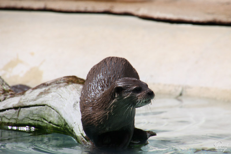 Zoo de La Flèche