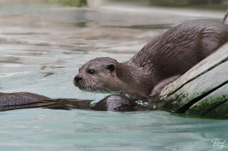 Zoo de La Flèche