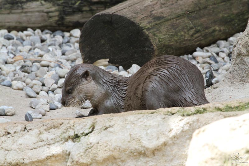 Zoo de La Flèche