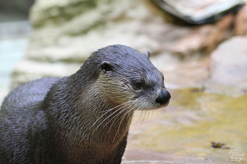 Zoo de La Flèche