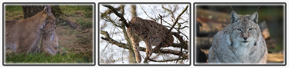 lynx_boreal_accueil_fiche_animale_03_970x230px.jpg