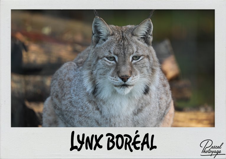 lynx_boreal_polaroid_765x540px.jpg
