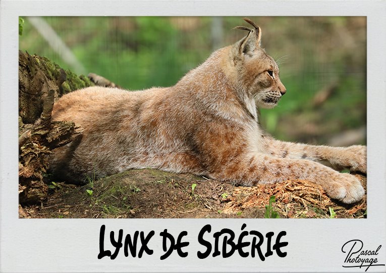 lynx_de_siberie_polaroid_765x540px.jpg