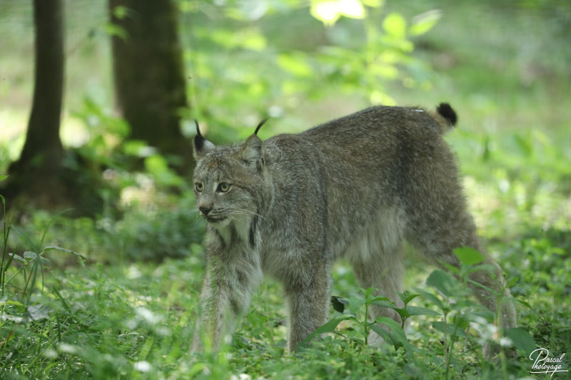 Lynx du Canada