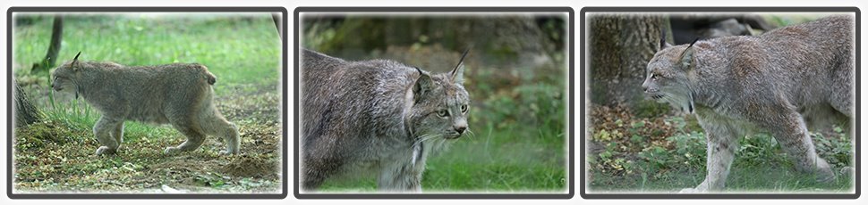 Le lynx du Canada