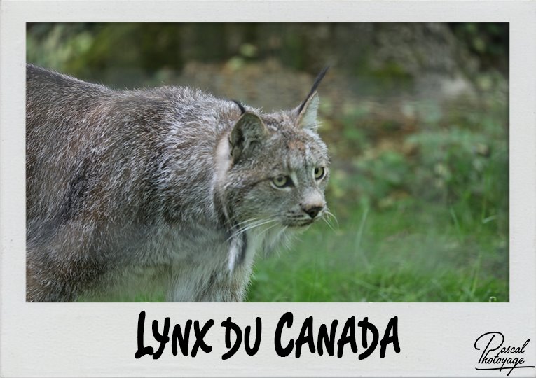 lynx_du_canada_polaroid_765x540px.jpg