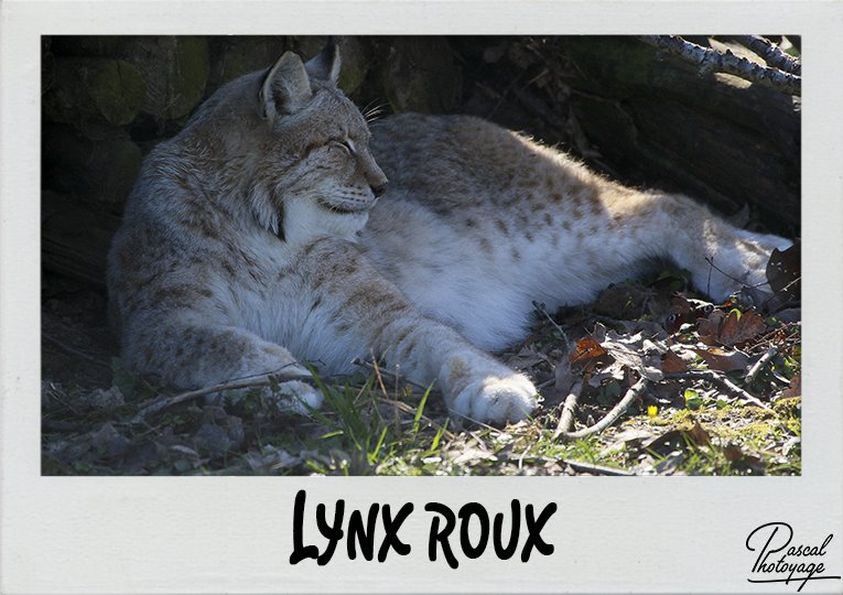 lynx_roux_polaroid_765x540px.jpg