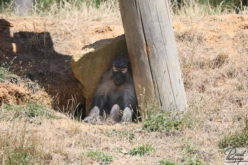 ZooSafari de Thoiry