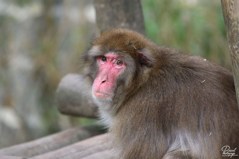 Macaque japonais