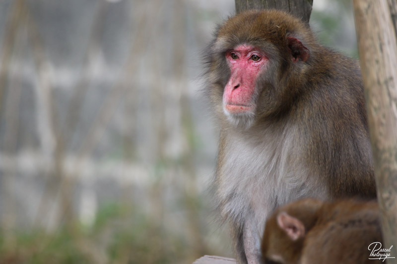 Zoo de Jurques