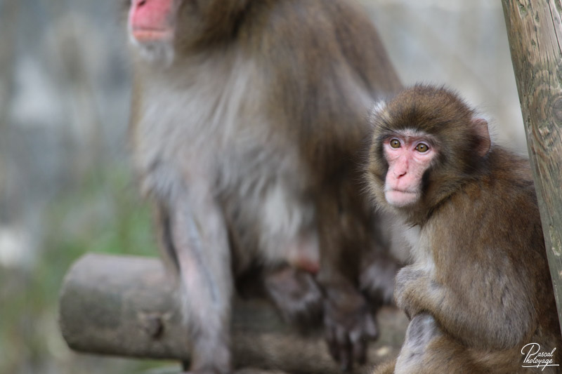 Zoo de Jurques