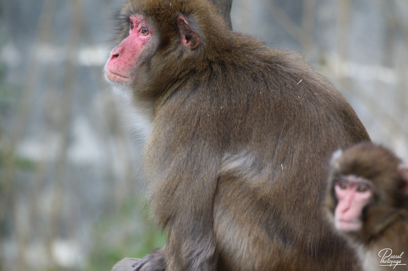 Zoo de Jurques