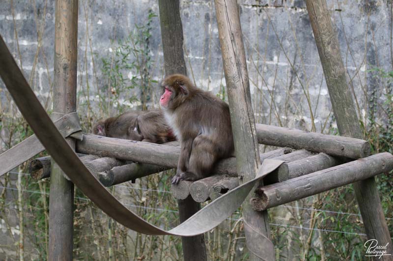 Zoo de Jurques