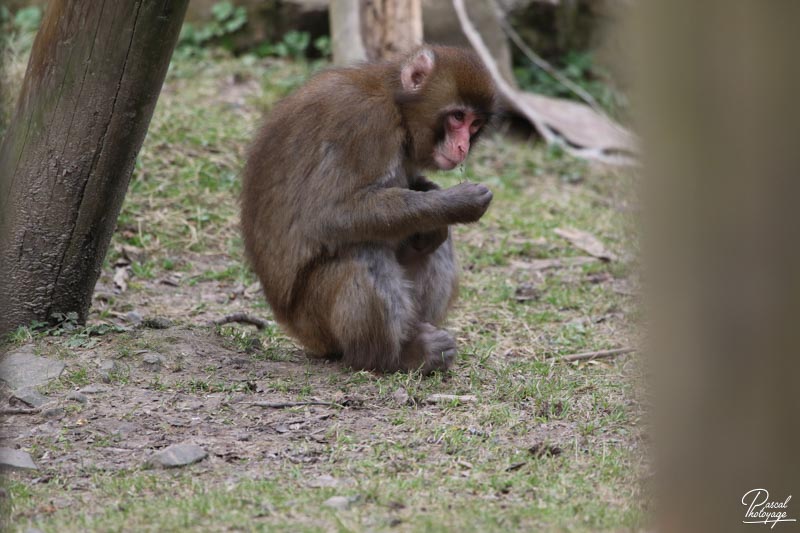 Zoo de Jurques