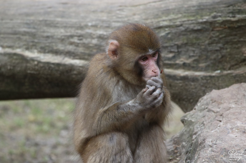 Zoo de Jurques