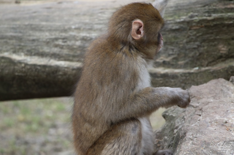 Zoo de Jurques