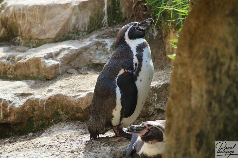 BioParc de Doué La Fontaine