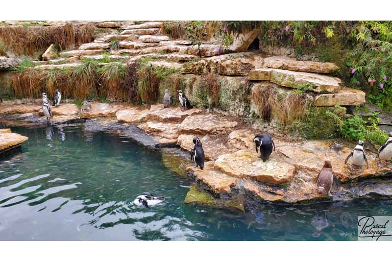 BioParc de Doué La Fontaine