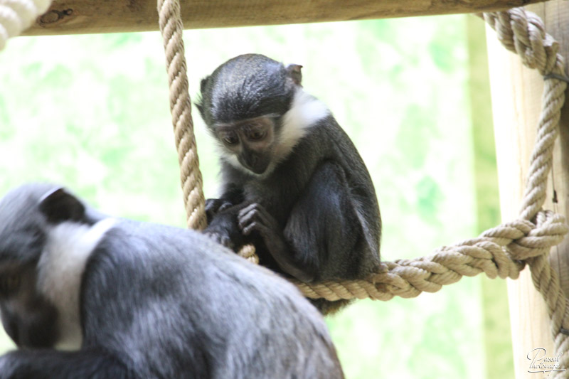 Ménagerie du jardin des plantes