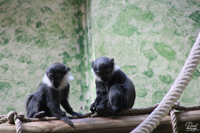 Ménagerie du jardin des plantes