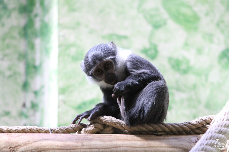 Ménagerie du jardin des plantes