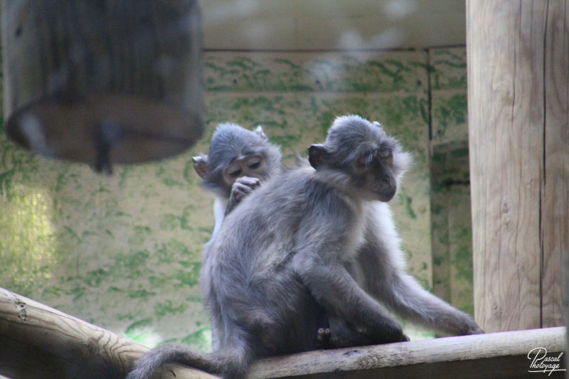 Ménagerie du jardin des plantes