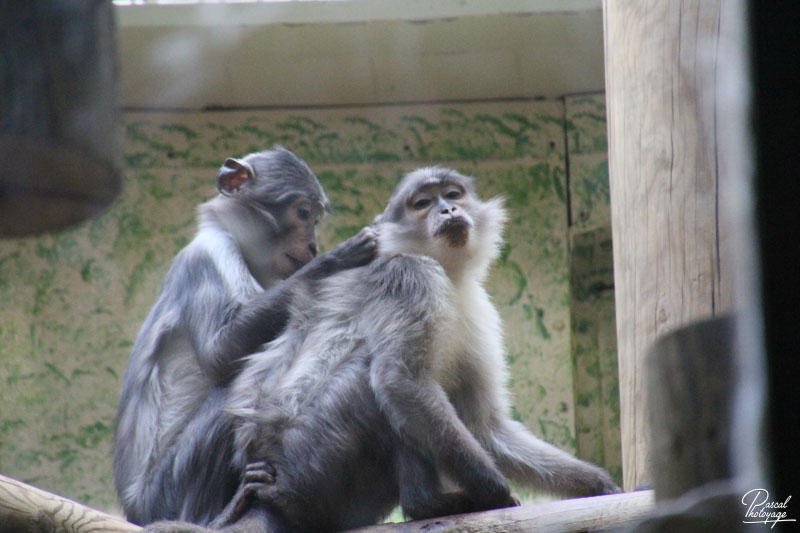 Ménagerie du jardin des plantes