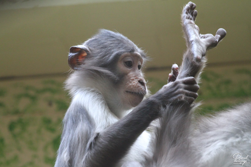 Ménagerie du jardin des plantes