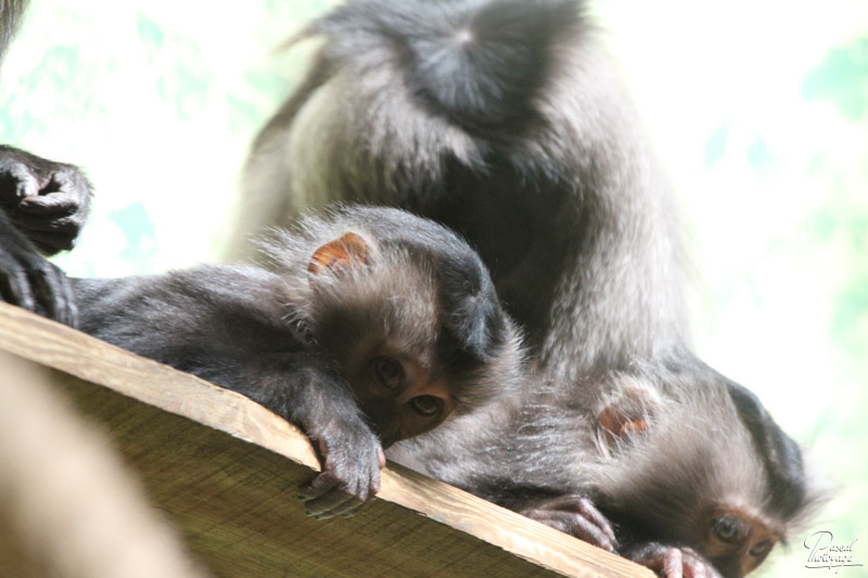 Ménagerie du jardin des plantes