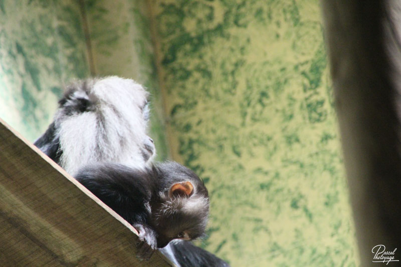 Ménagerie du jardin des plantes