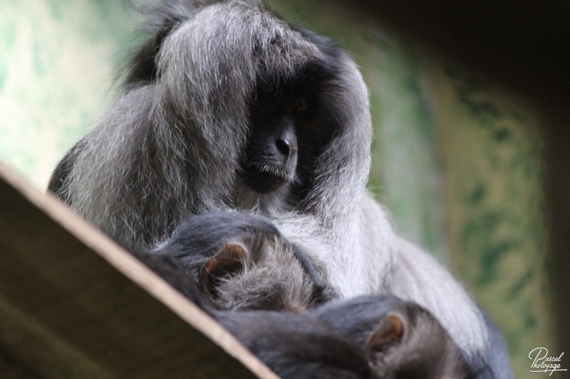 Ménagerie du jardin des plantes