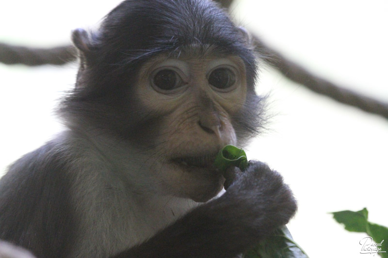 Ménagerie du jardin des plantes