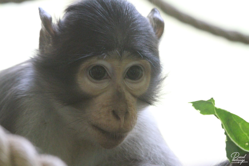 Ménagerie du jardin des plantes