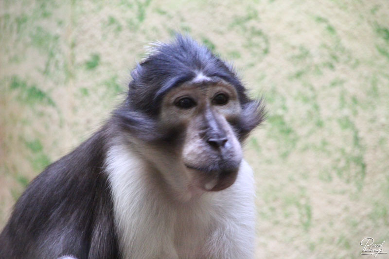 Ménagerie du jardin des plantes